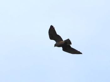 Grey-faced Buzzard 武山(神奈川県横須賀市) Sun, 9/24/2023