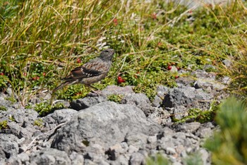 2023年9月24日(日) 乗鞍岳畳平の野鳥観察記録