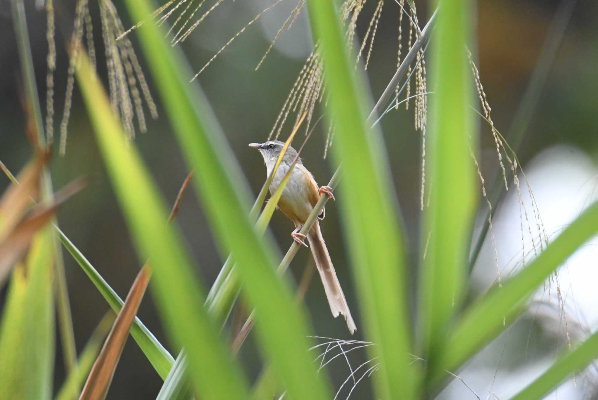 Doi Sanju マユハウチワドリの写真 by あひる