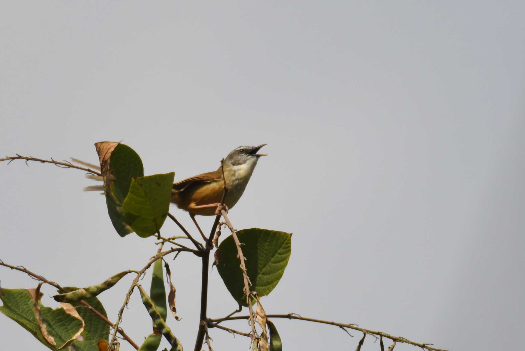 Photo of Hill Prinia at Doi Sanju by あひる