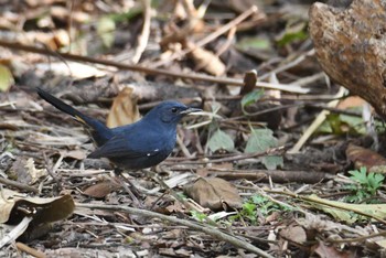 White-bellied Redstart Doi Sanju Tue, 2/21/2023