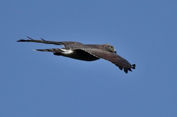 Grey-faced Buzzard 油山市民の森 Sun, 9/24/2023