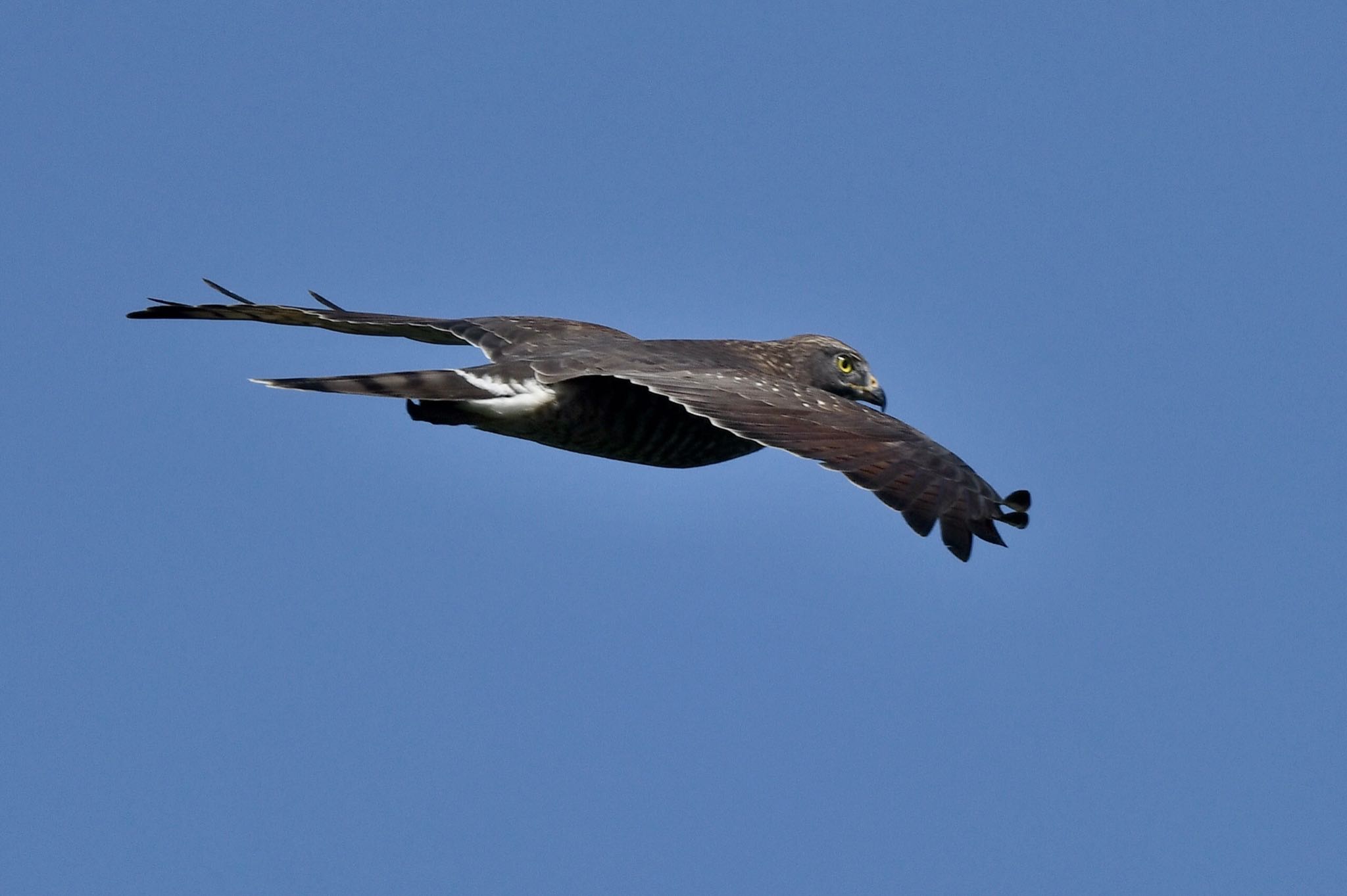 Photo of Grey-faced Buzzard at 油山市民の森 by にょろちょろ