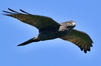 Grey-faced Buzzard 油山市民の森 Sun, 9/24/2023