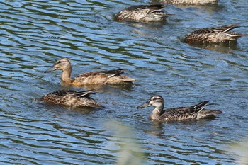 Garganey Tokyo Port Wild Bird Park Sun, 9/24/2023