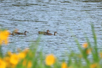 シマアジ 東京港野鳥公園 2023年9月24日(日)