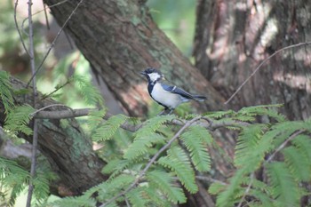 シジュウカラ 久宝寺緑地公園 2023年9月24日(日)