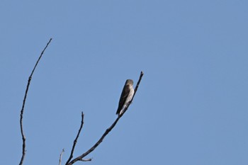 Grey-streaked Flycatcher 岐阜市 Sun, 9/24/2023