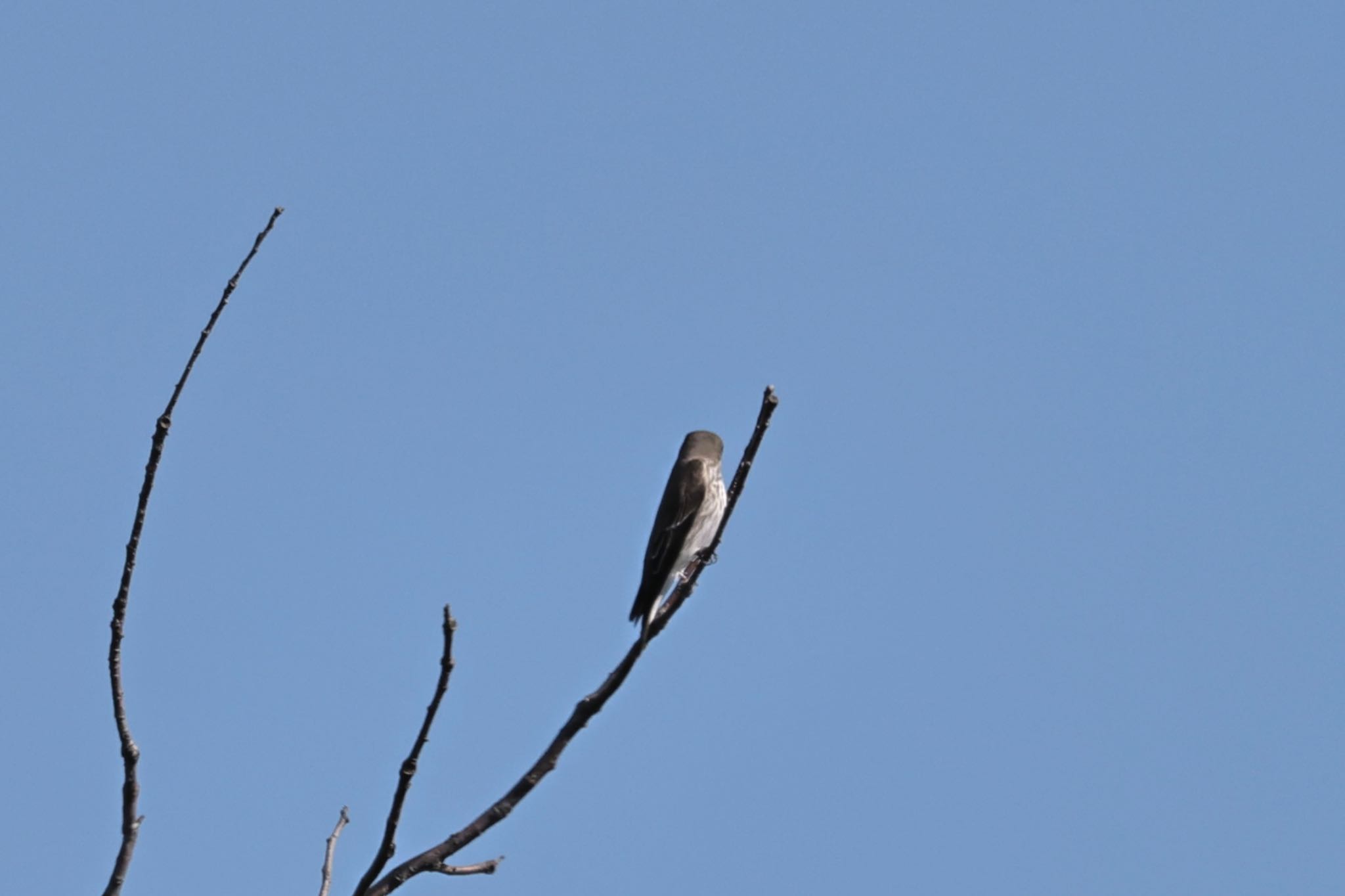 Grey-streaked Flycatcher