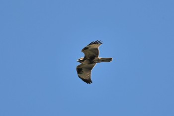 Eastern Buzzard 岐阜市 Sun, 9/24/2023