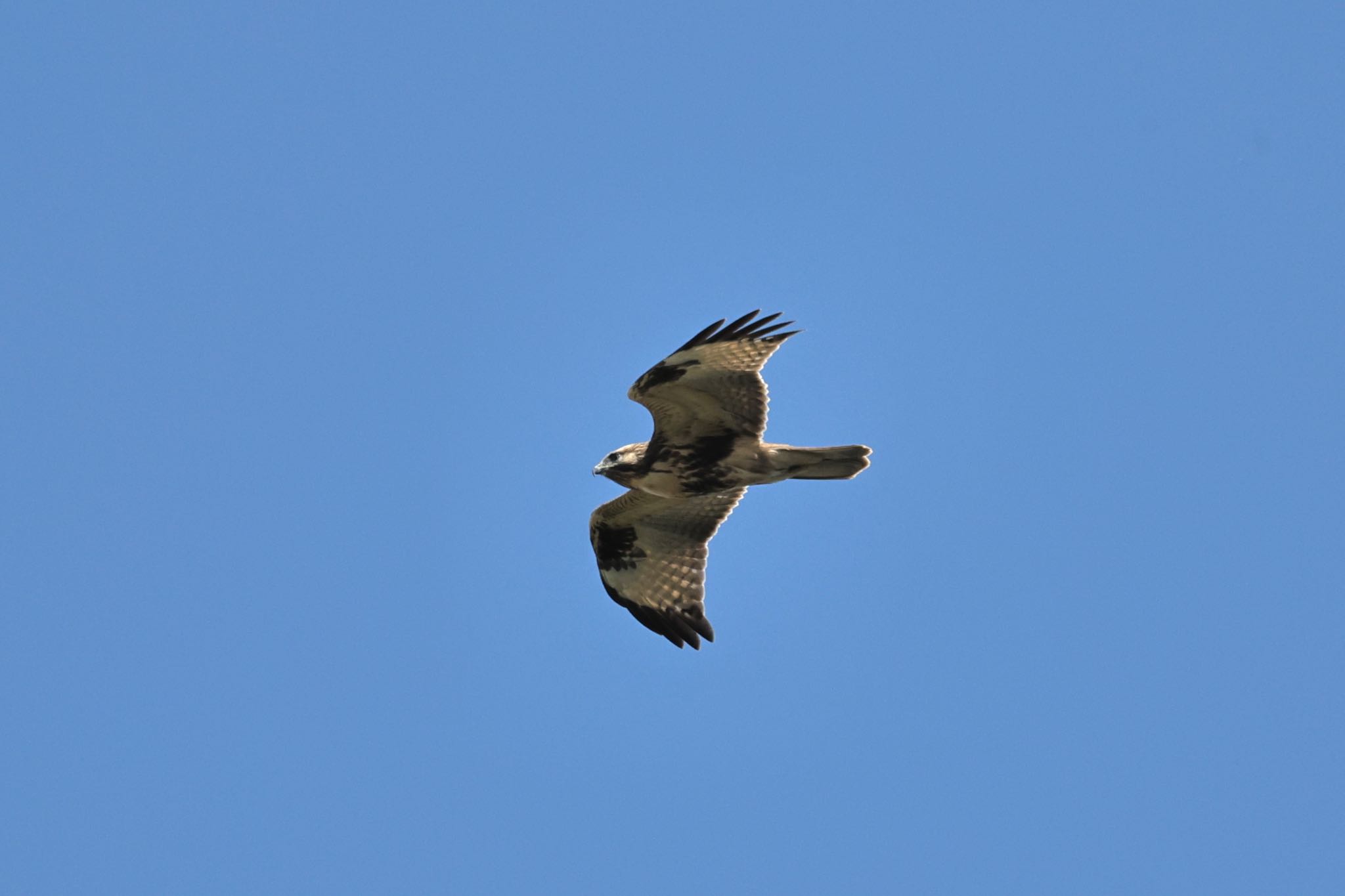 Photo of Eastern Buzzard at 岐阜市 by ベルサス