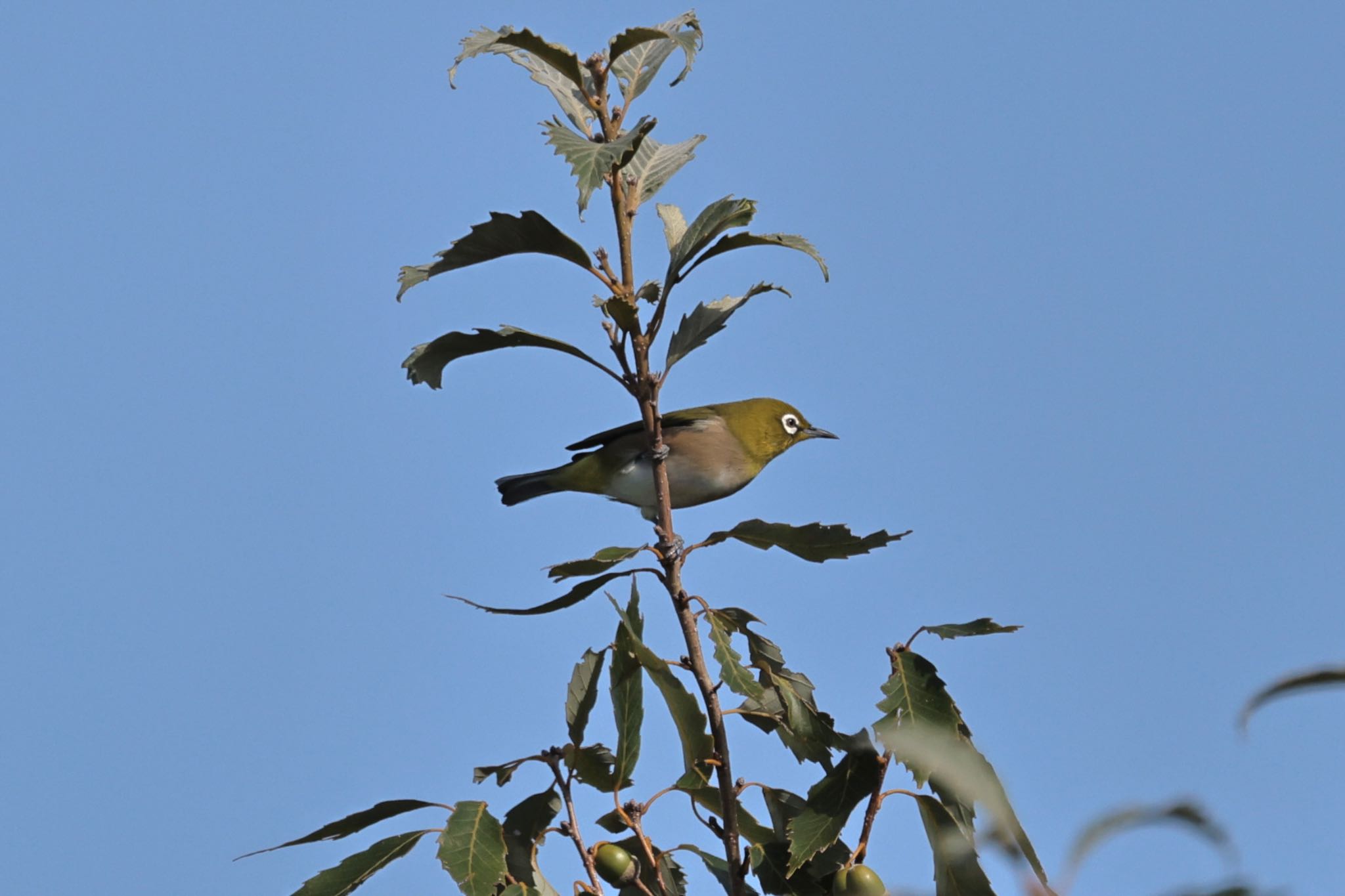 Photo of Warbling White-eye at 岐阜市 by ベルサス