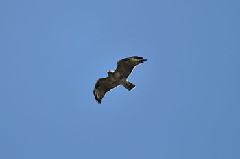 Eastern Buzzard 岐阜市 Sun, 9/24/2023