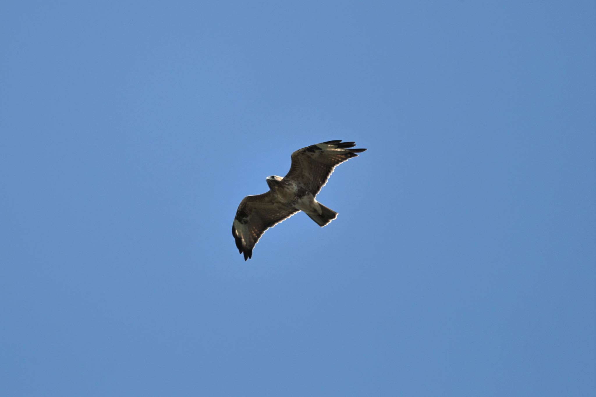 Eastern Buzzard