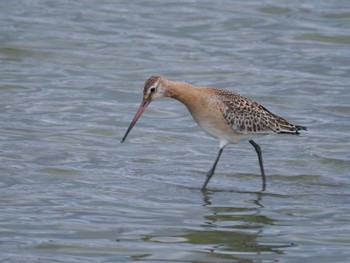 Black-tailed Godwit Isanuma Sat, 9/23/2023