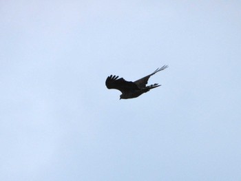 Crested Honey Buzzard 武山(神奈川県横須賀市) Sun, 9/24/2023