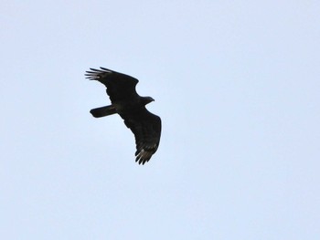 Crested Honey Buzzard 武山(神奈川県横須賀市) Sun, 9/24/2023