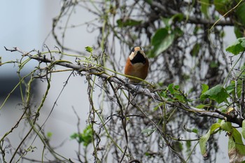 Varied Tit 源兵衛川 Sun, 9/24/2023