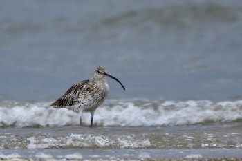 ダイシャクシギ 場所が不明 2018年9月12日(水)