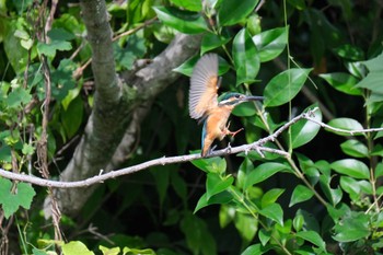 Common Kingfisher 源兵衛川 Sun, 9/24/2023