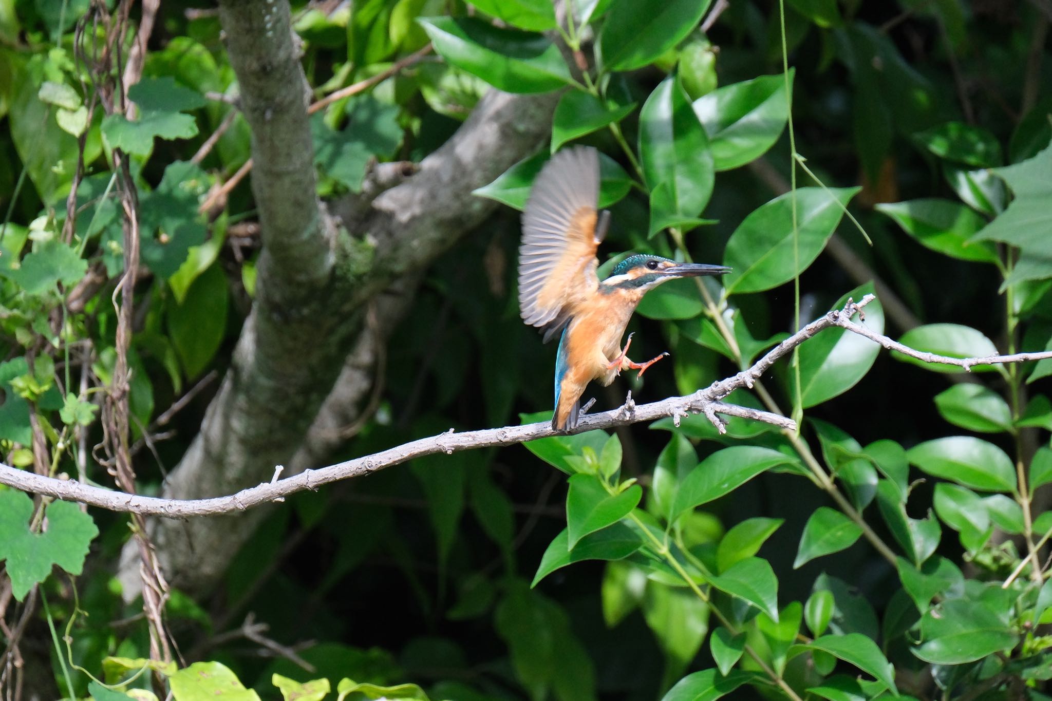 Photo of Common Kingfisher at 源兵衛川 by ポン介