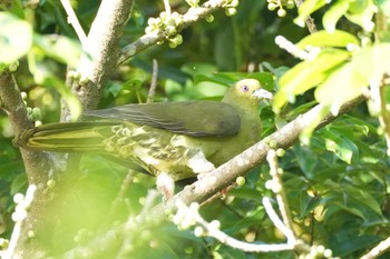 Ryukyu Green Pigeon Amami Island(General) Wed, 9/20/2023