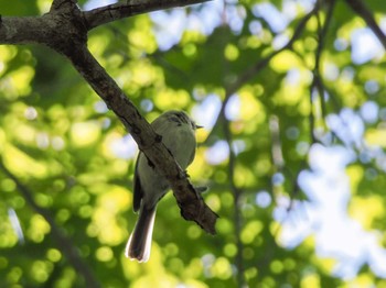 2023年9月24日(日) 盤渓市民の森(札幌市中央区)の野鳥観察記録