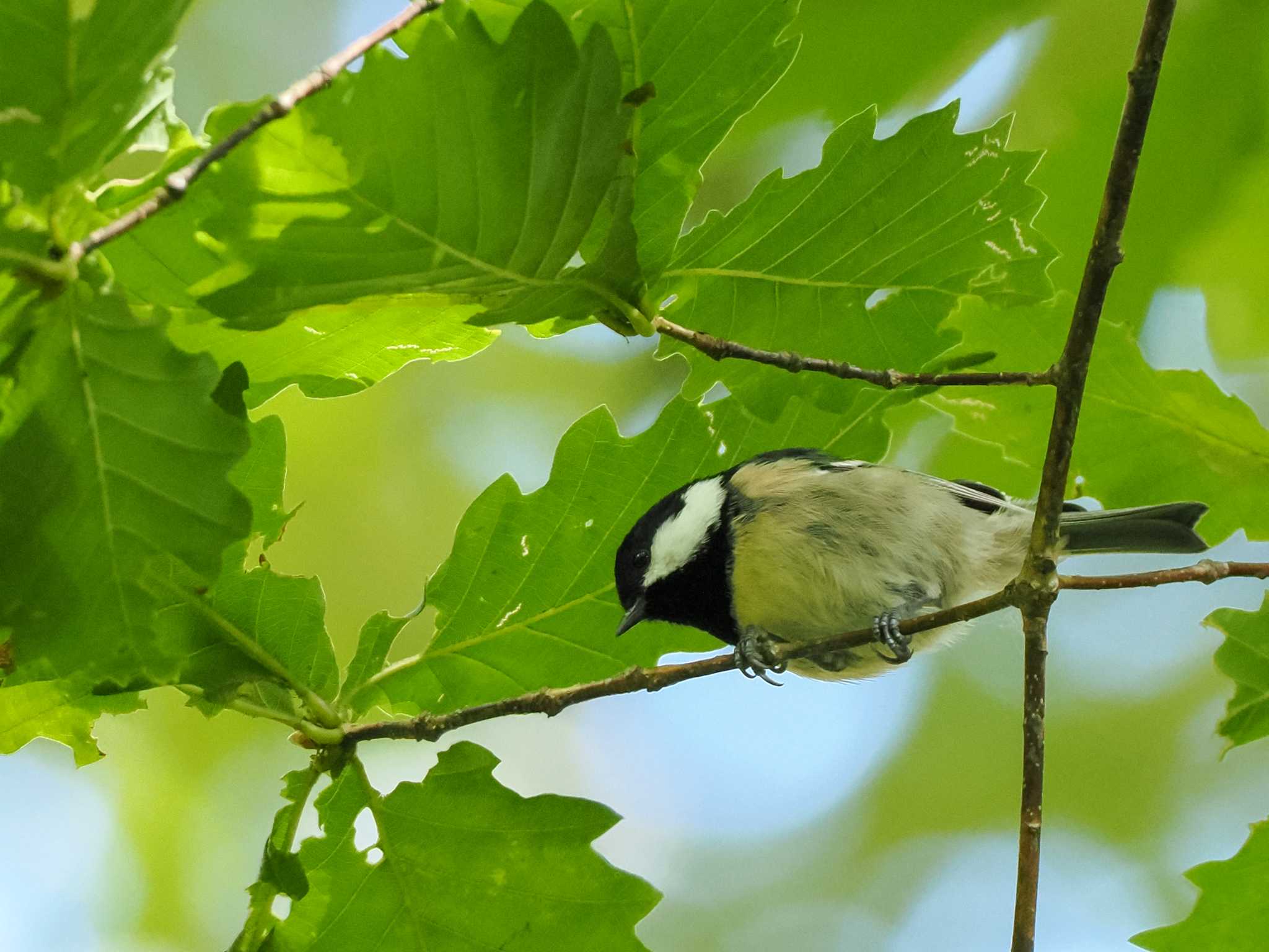 ヒガラ