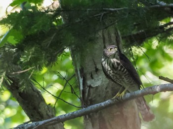 2023年9月24日(日) 宮城沢林道(札幌市西区)の野鳥観察記録