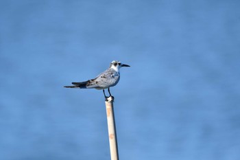 2023年8月25日(金) 伊佐沼の野鳥観察記録