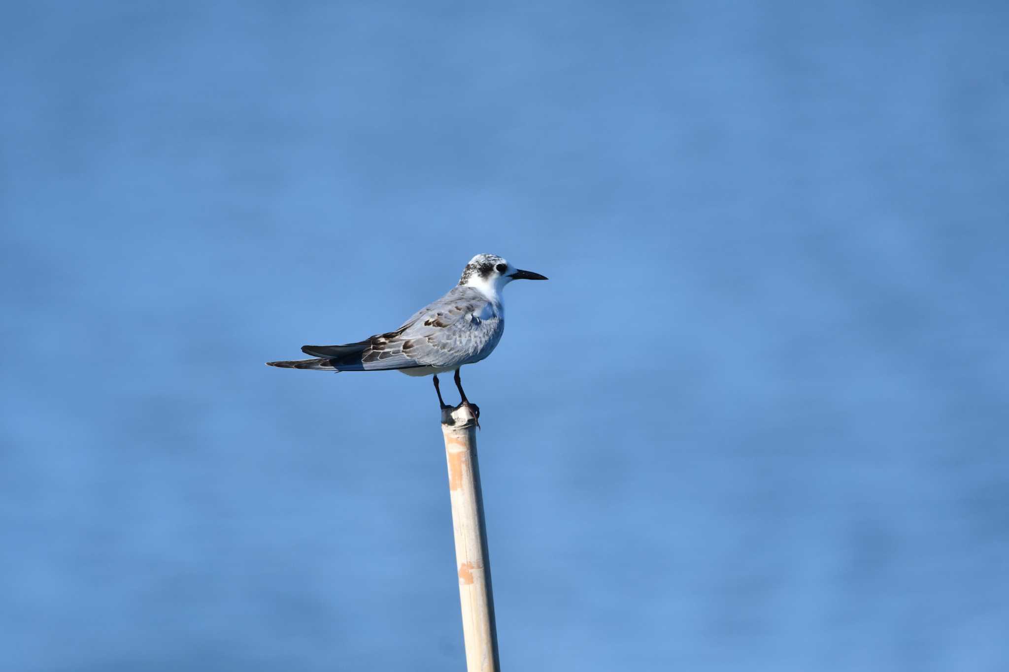 Photo of Whiskered Tern at Isanuma by のぶ