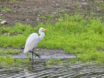 チュウサギ 東京港野鳥公園 2023年9月23日(土)