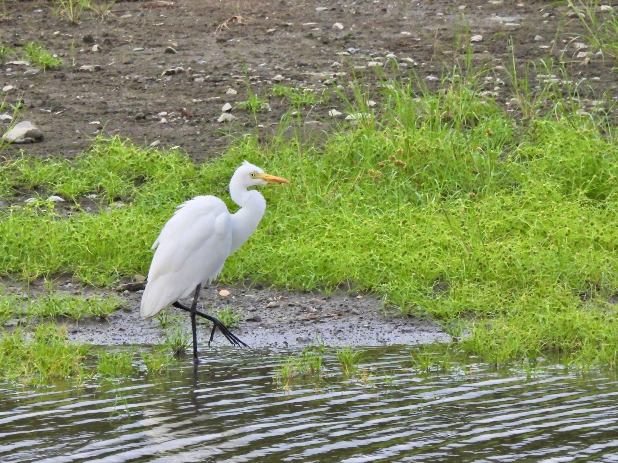 チュウサギ