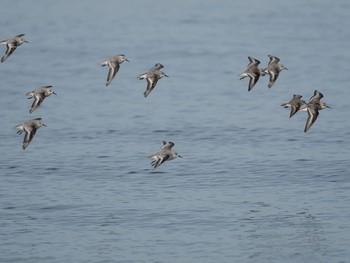 Sanderling Unknown Spots Wed, 9/12/2018