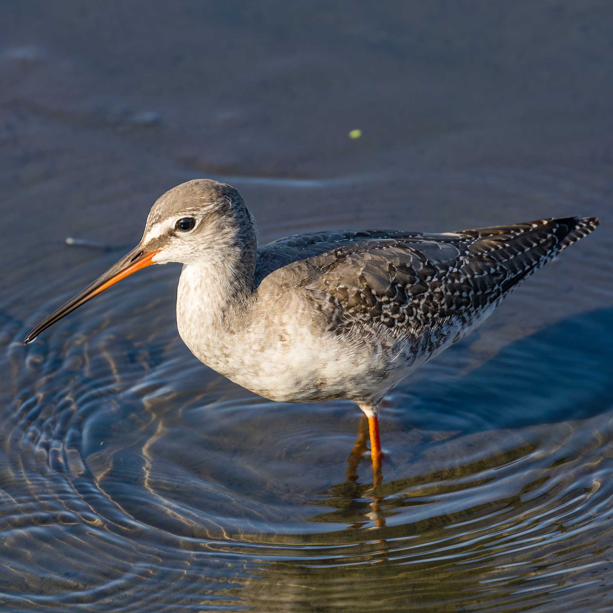 Photo of Spotted Redshank at 大沼(宮城県仙台市) by LeoLeoNya