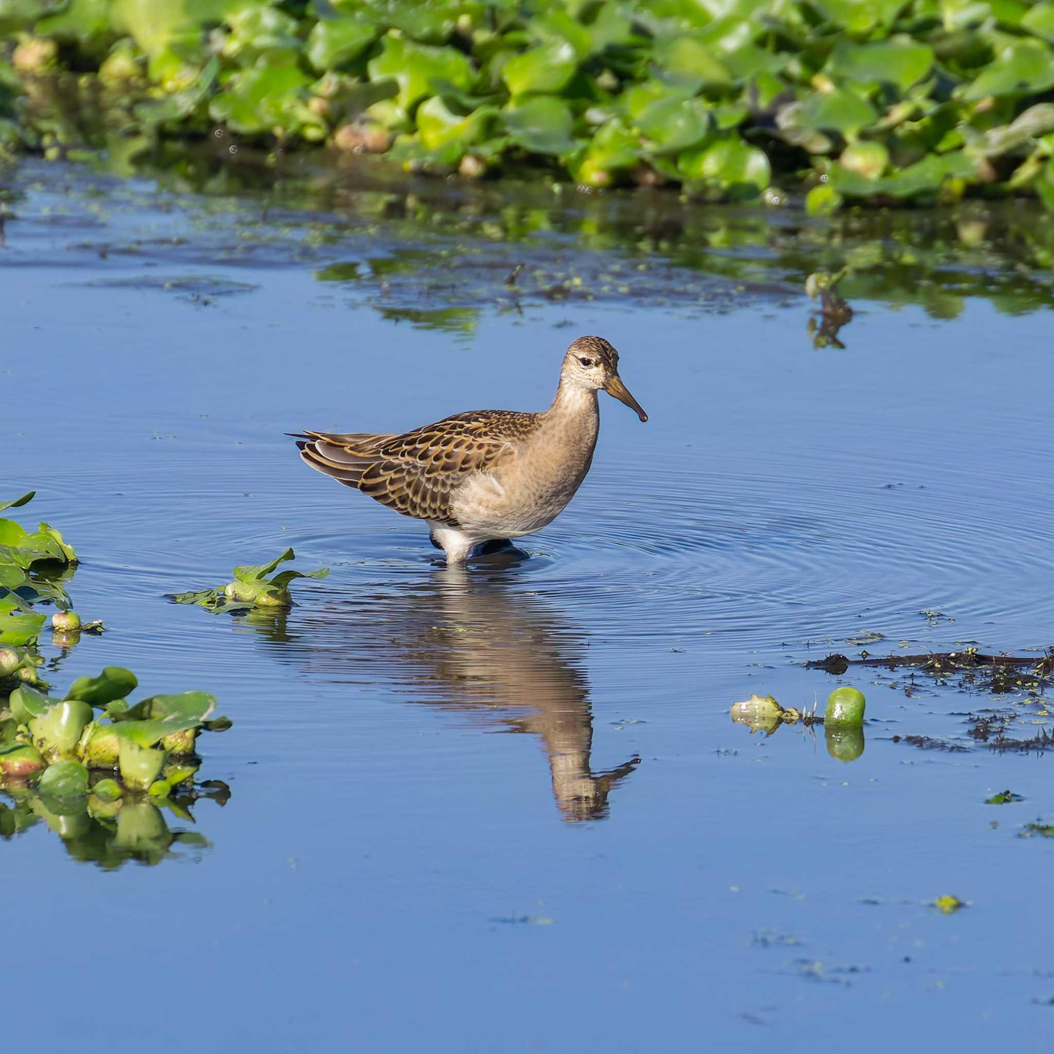 Photo of Ruff at 大沼(宮城県仙台市) by LeoLeoNya