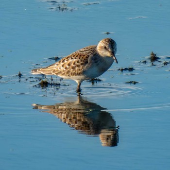 Red-necked Stint 大沼(宮城県仙台市) Sun, 9/24/2023