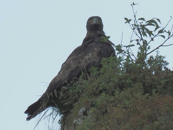 Golden Eagle 伊吹山 Sun, 9/24/2023