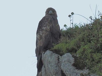 Sun, 9/24/2023 Birding report at 伊吹山