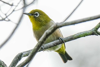 Sun, 9/24/2023 Birding report at 愛知県緑化センター 昭和の森