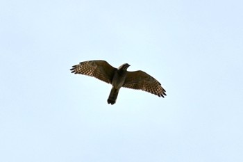 Japanese Sparrowhawk 岐阜市 Sun, 9/24/2023