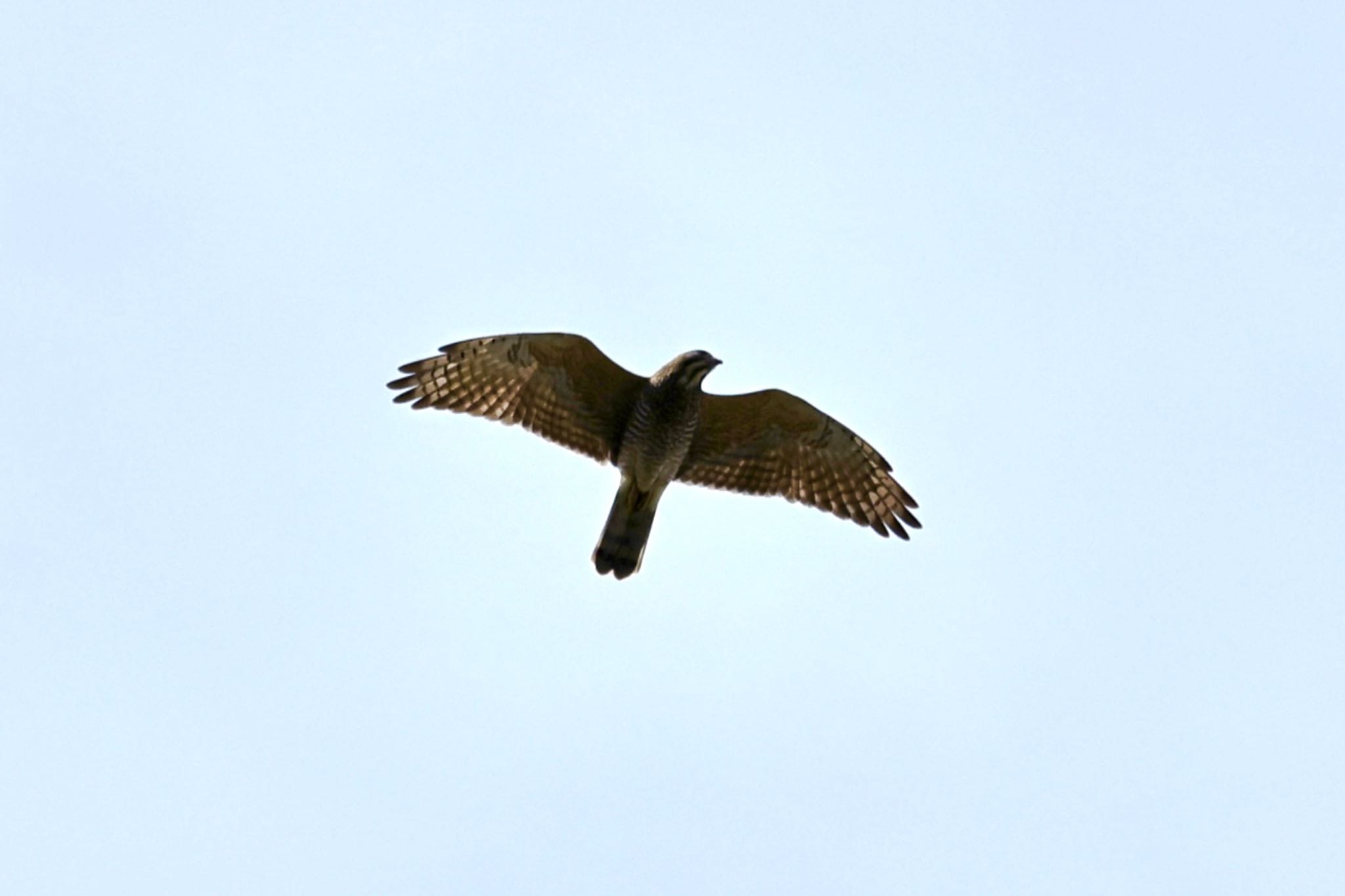 Japanese Sparrowhawk