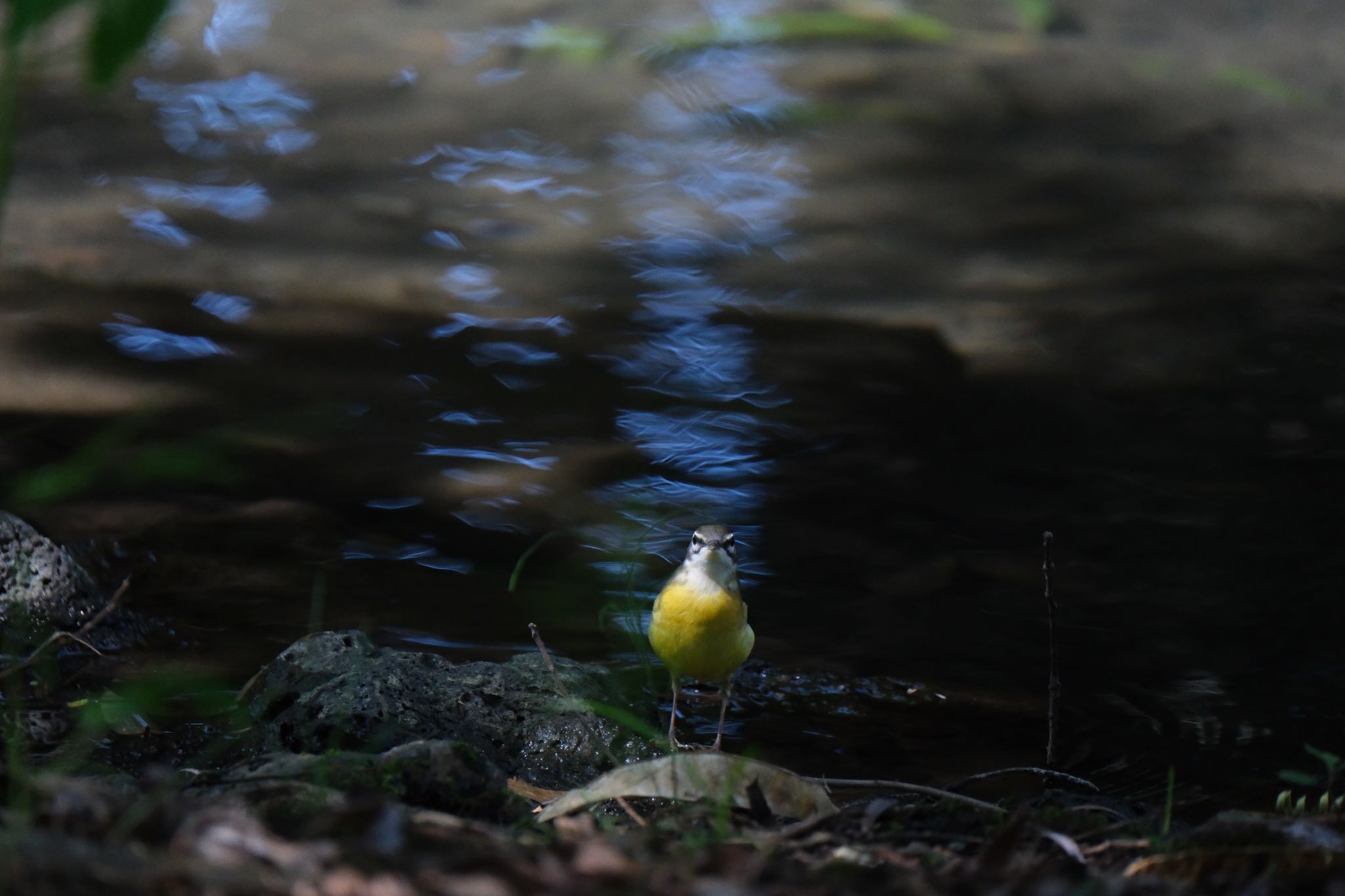 Grey Wagtail