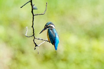 2023年9月24日(日) 水無瀬川緑道(豊田市)の野鳥観察記録