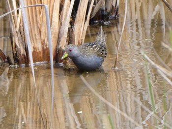 Spotted Crake