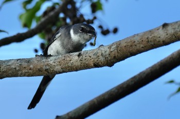 リュウキュウサンショウクイ 奄美大島 2023年9月20日(水)