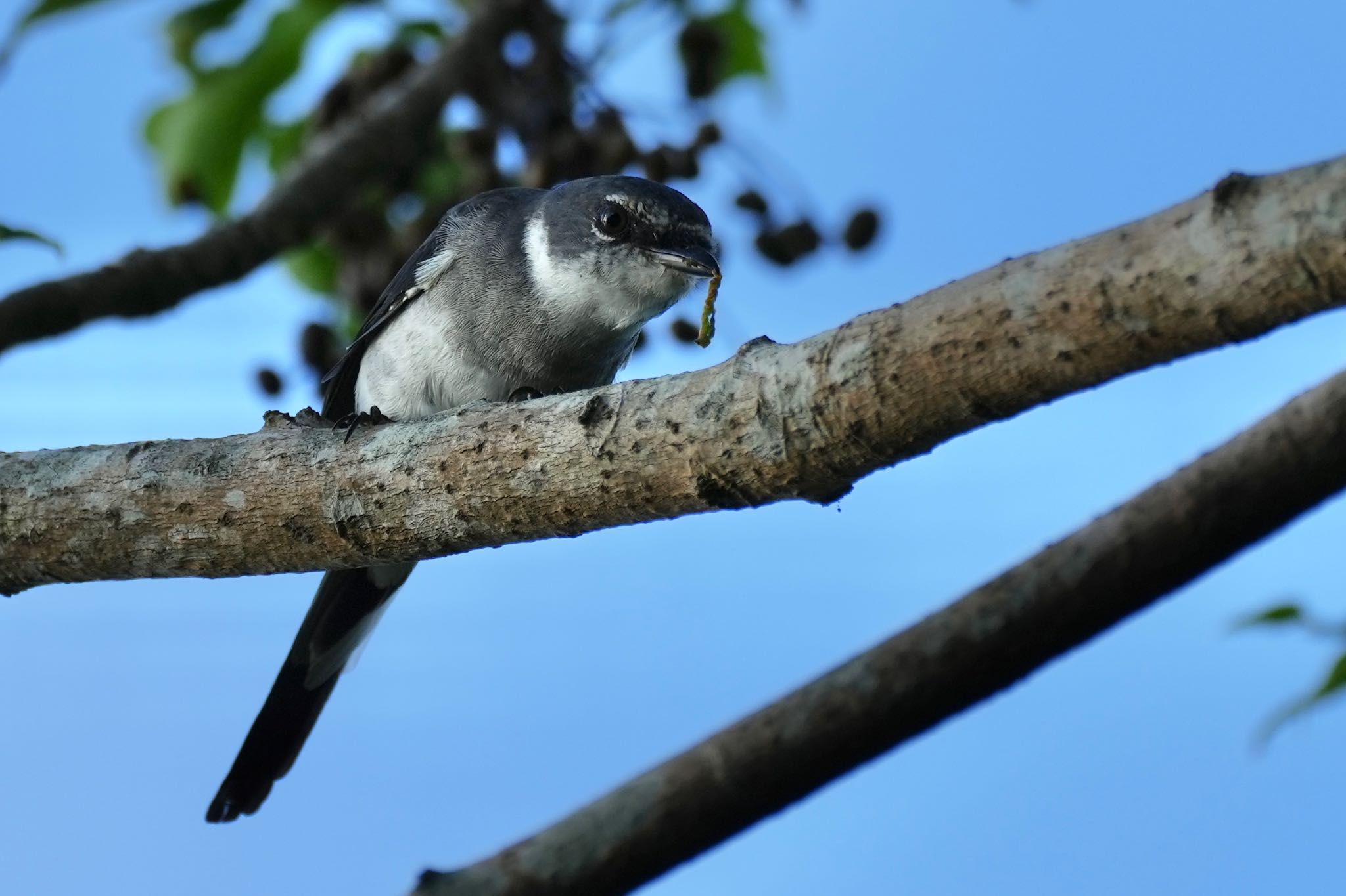 Ryukyu Minivet