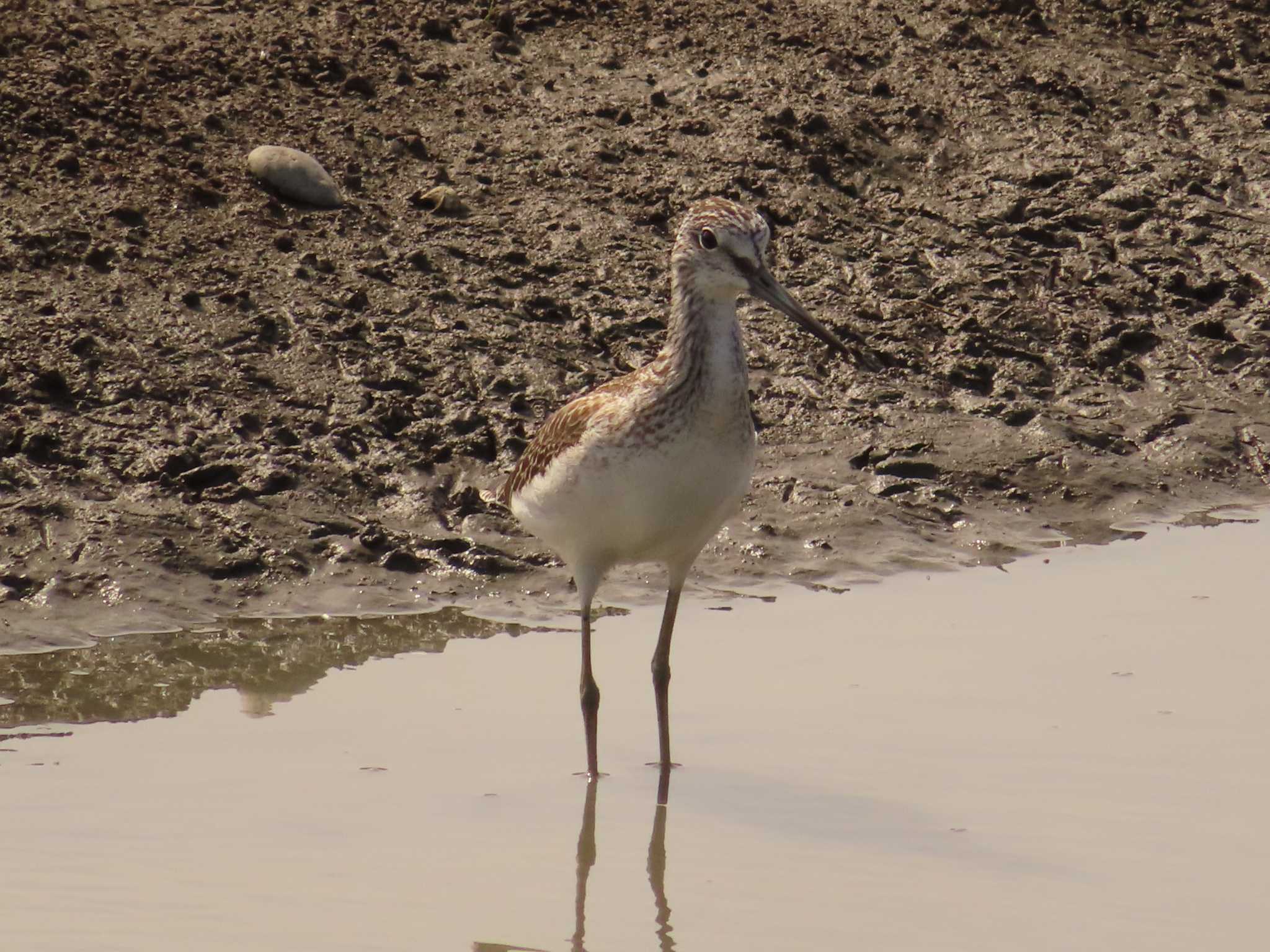 Common Greenshank