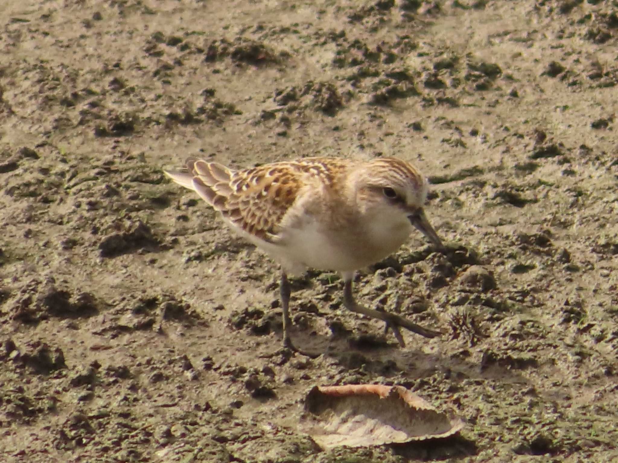 Red-necked Stint