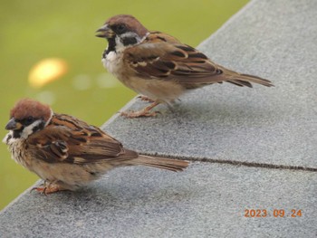 Eurasian Tree Sparrow 仙台堀川公園(江東区) Sun, 9/24/2023